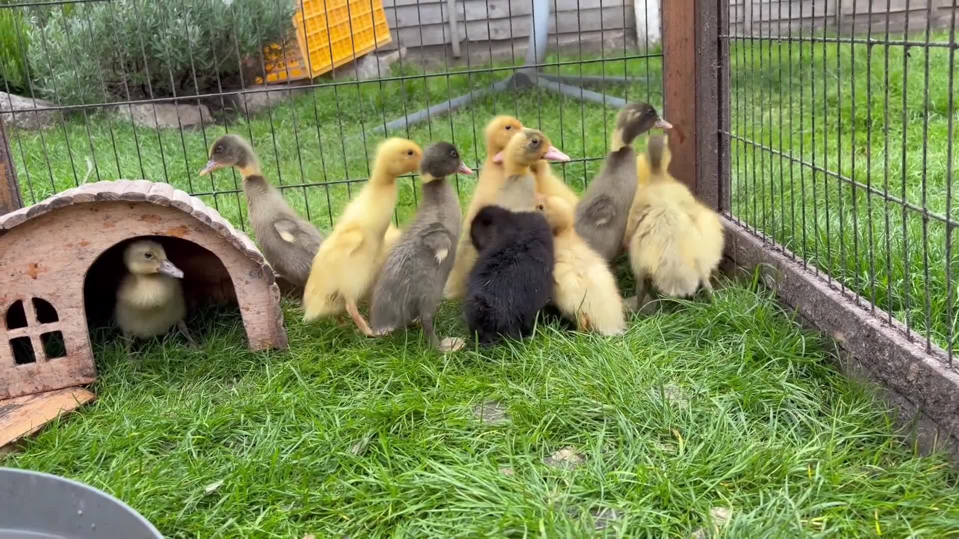 Ducks poultry for sale: Indian Runner Ducklings  - Video 1
