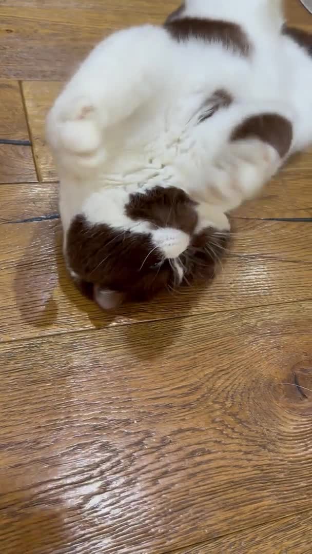 British Shorthair cats for stud: 🏆💎 𝑺𝒖𝒑𝒆𝒓 𝑰𝒎𝒑𝒐𝒓𝒕 𝑩𝑺𝑯 💎🏆 in Chigwell - Video 1