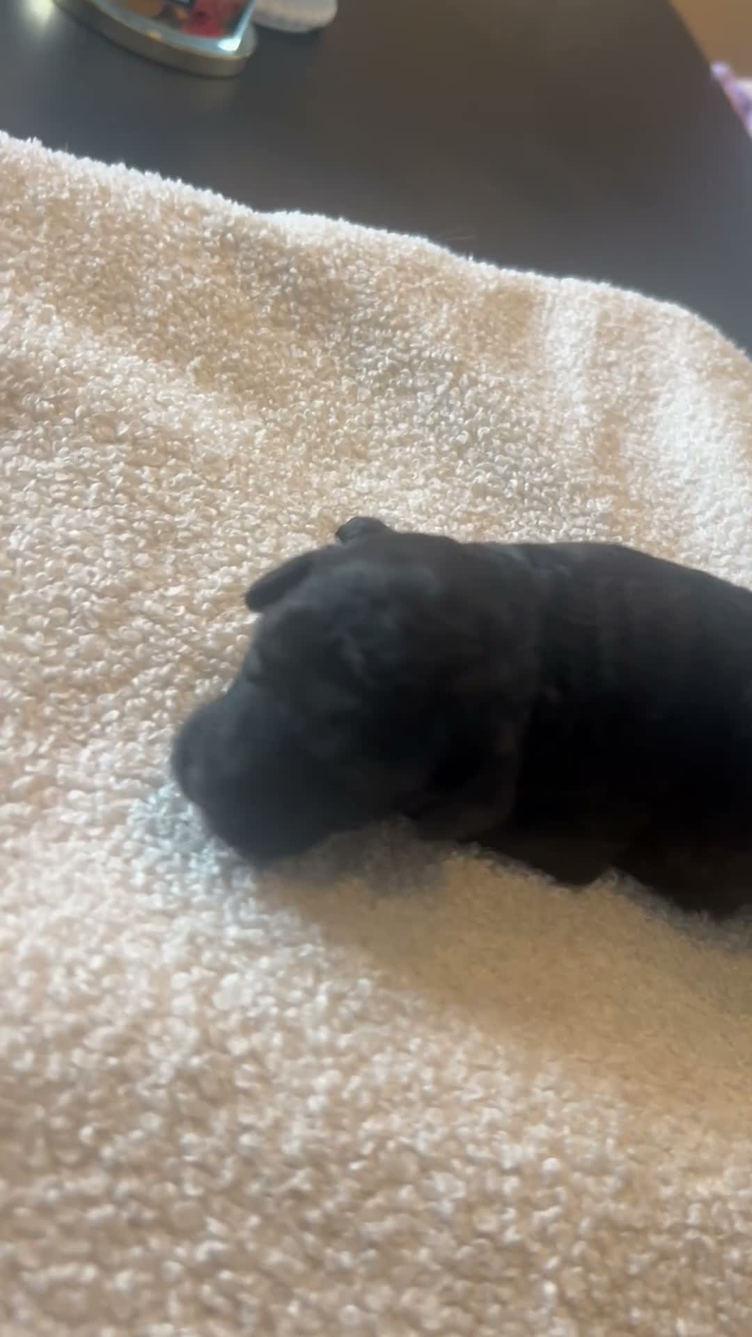 Cockapoo dogs for sale: Cockapoo Puppies  - Video 2