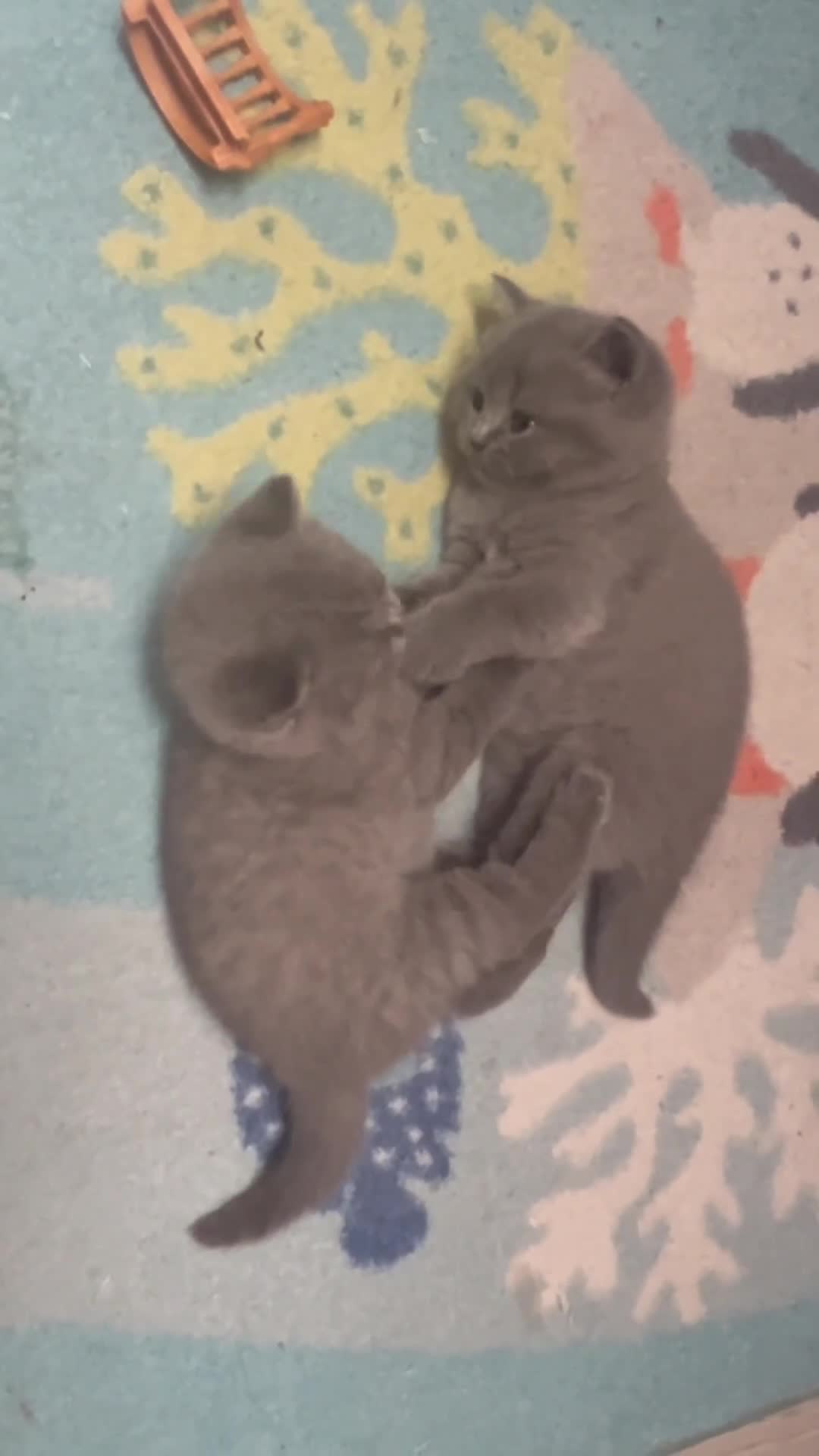 British Shorthair cats for sale: Pedigree British Shorthair Kittens  - Video 1