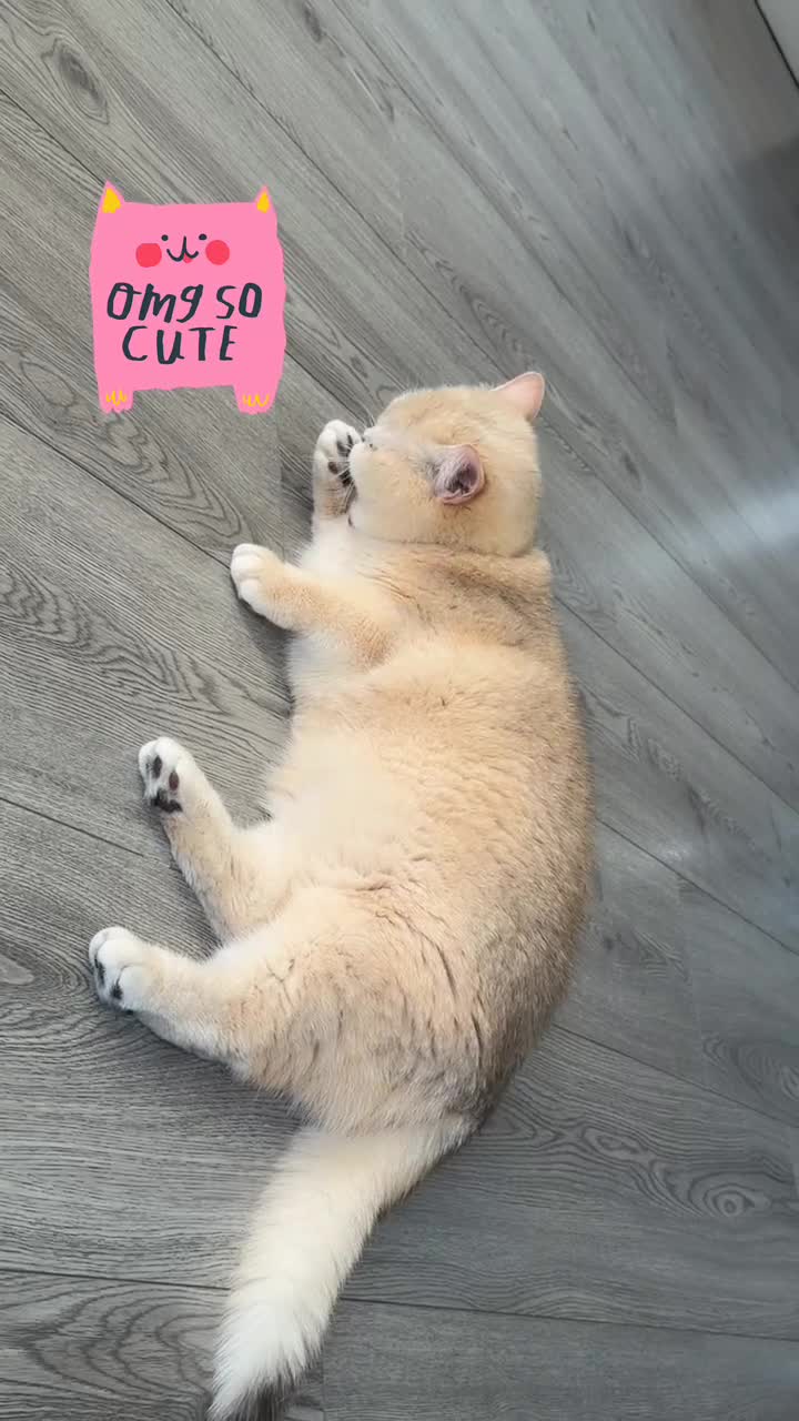 British Shorthair cats for sale: Golden British shorthair  in Rugby - Video 1