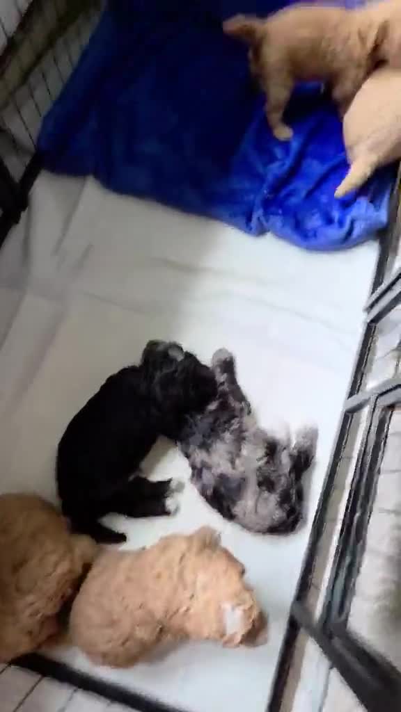 Cockapoo dogs for sale: F1B Cockapoo Puppy’s  - Video 2