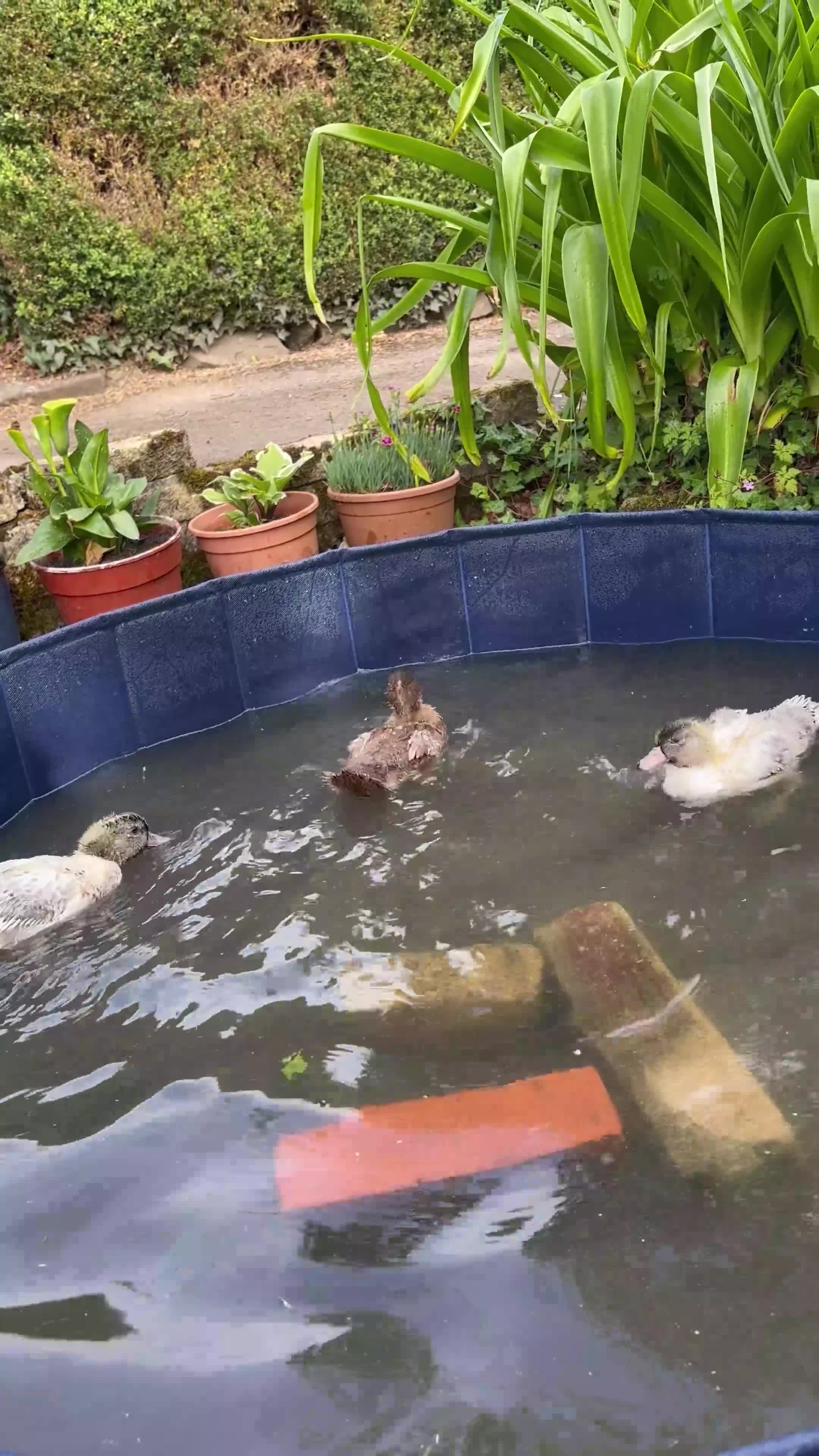 Ducks poultry for sale: Call ducks  in Chulmleigh - Video 1