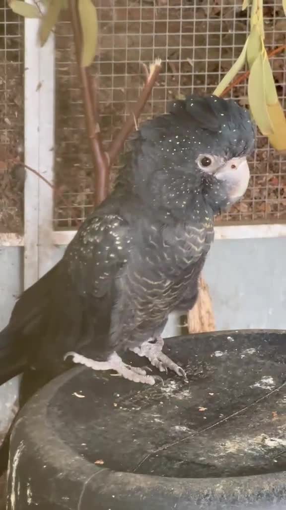 Cockatoo birds for sale: Beautiful Red Tail Black Cockatoos  - Video 2