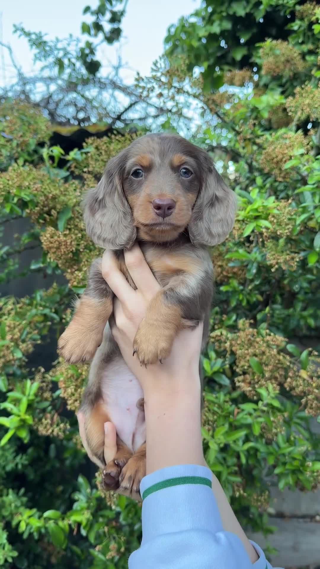 Miniature Dachshund dogs for sale: KC Registered- Long haired Mini Dachshund  in London - Video 2