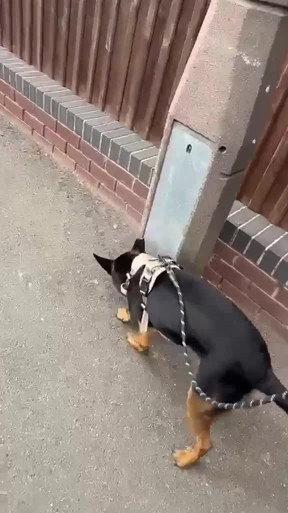 Mixed Breed dogs for adoption: Lucio deserves the chance to thrive  - Video 1