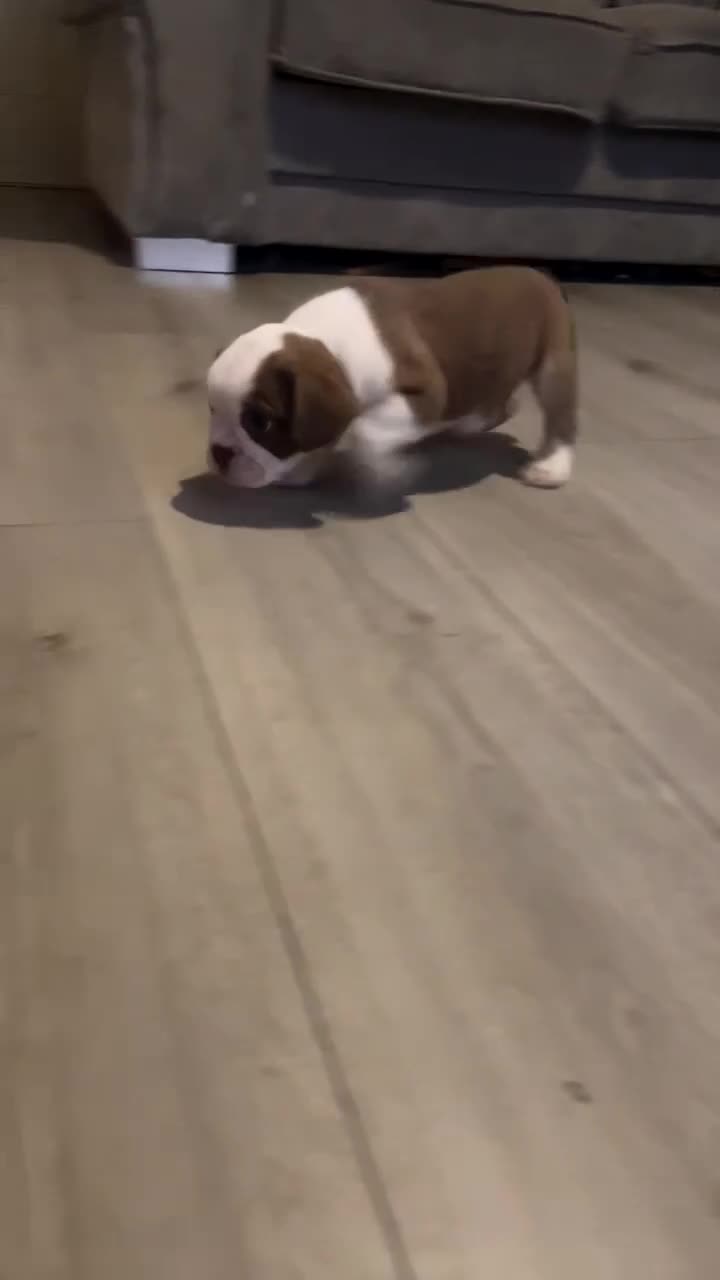 Mixed Breed dogs for sale: *REDUCED* 1 British bulldog cross pup left - Video 2
