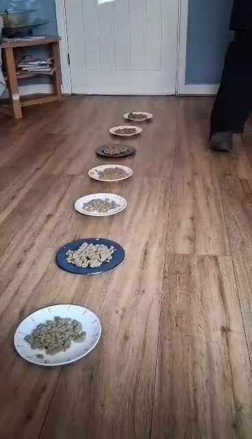 Mixed Breed dogs for sale: Portuguese water dog x Golden retriever puppies  - Video 1