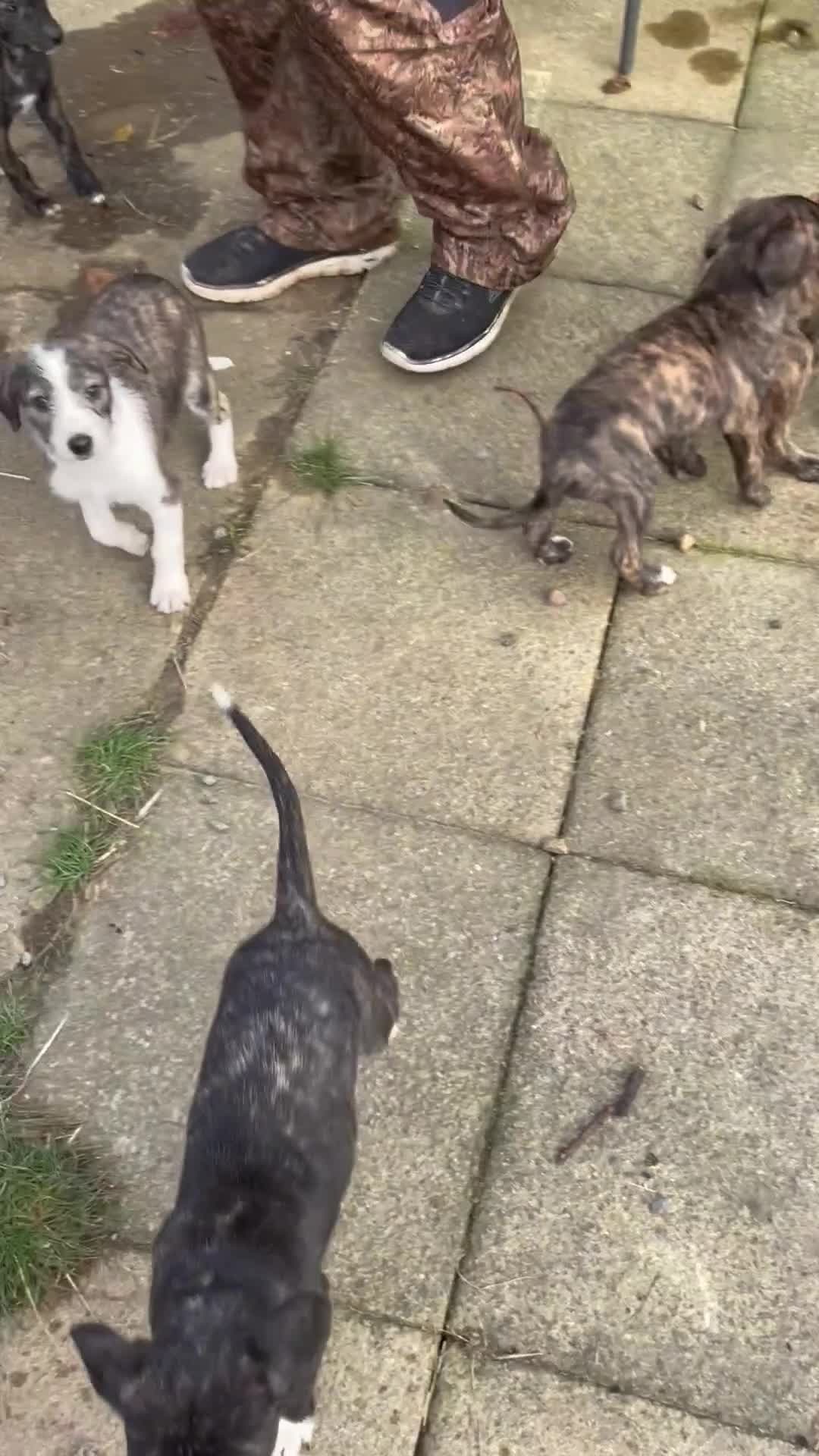 Lurcher dogs for sale: lurcher pups - Video 5