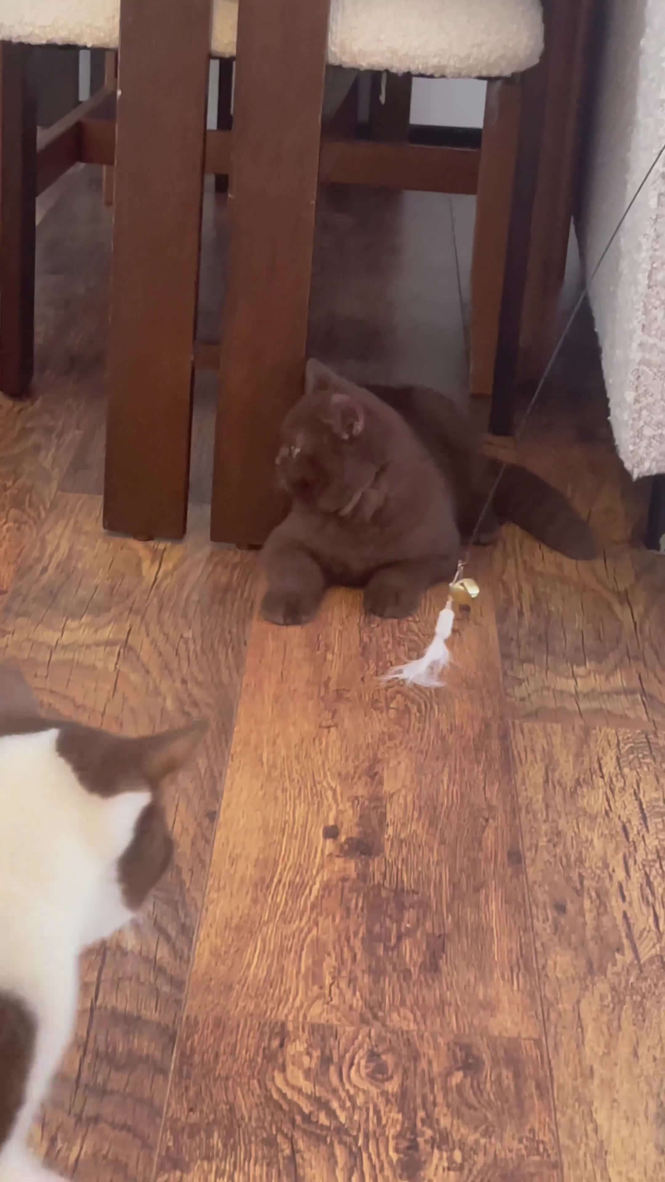 British Shorthair cats for sale: ⭐ 2 Chocolate Boy Shorthair – Ready to Go - Video 1