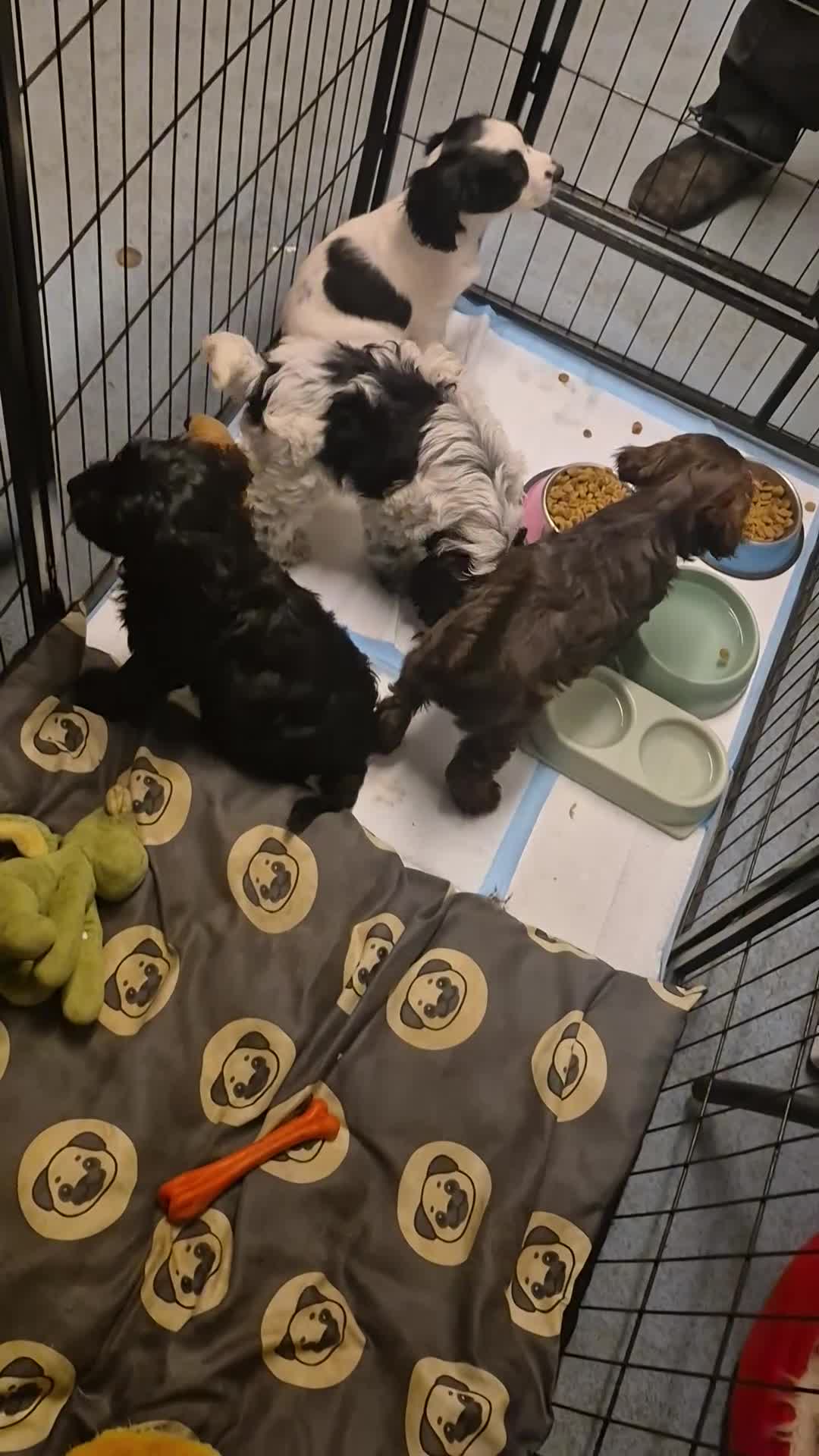 Mixed Breed dogs for sale: Puppies - Video 2