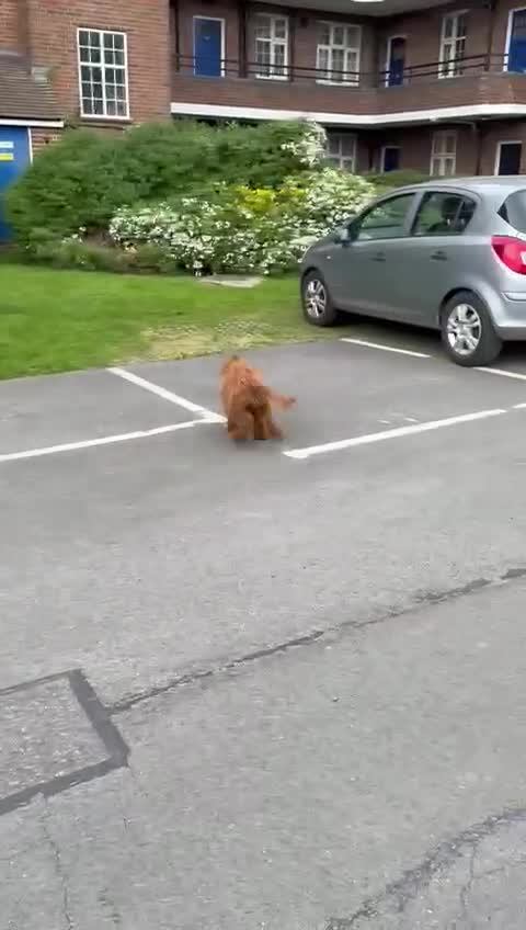 Cockapoo dogs for sale: Cockapoo M | 7 Months Vaccinated Calm Family Dog in London - Video 1