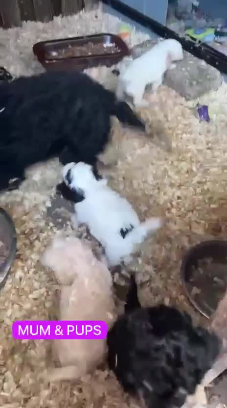 Cockapoo dogs for sale: Stunning F1B Cockapoo Puppies - Video 1
