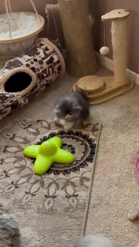 Persian cats for sale: Stunning fluffy Persian baby💗 - Video 2