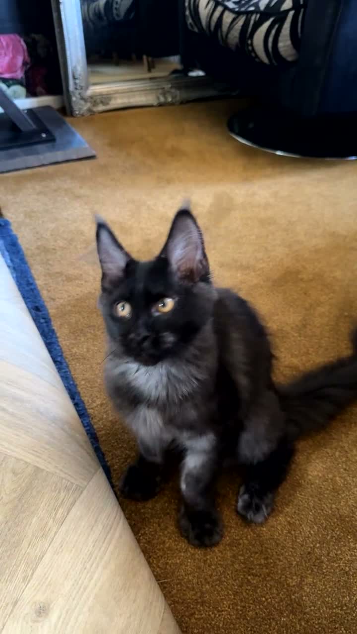 Maine Coon cats for sale: European Maine coon kittens - Video 1