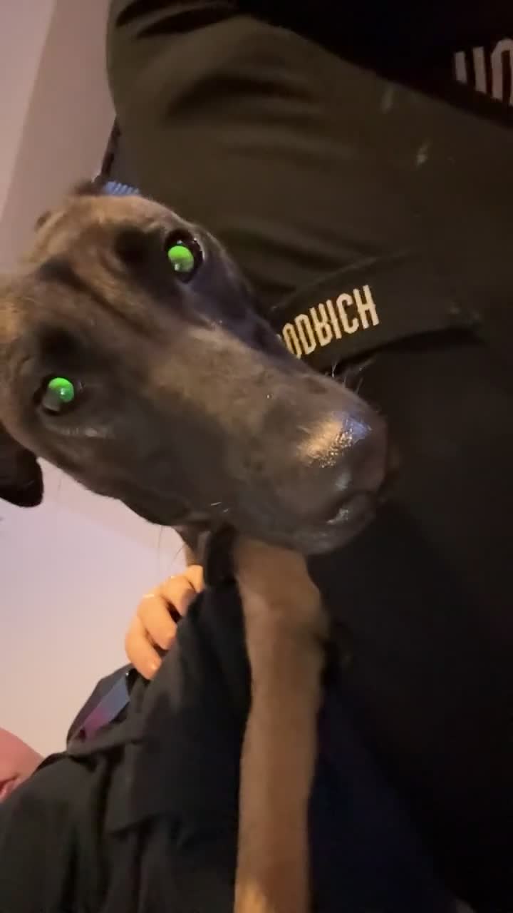 Belgian Shepherd Dog dogs for sale: For sale in Weston-super-Mare - Video 3