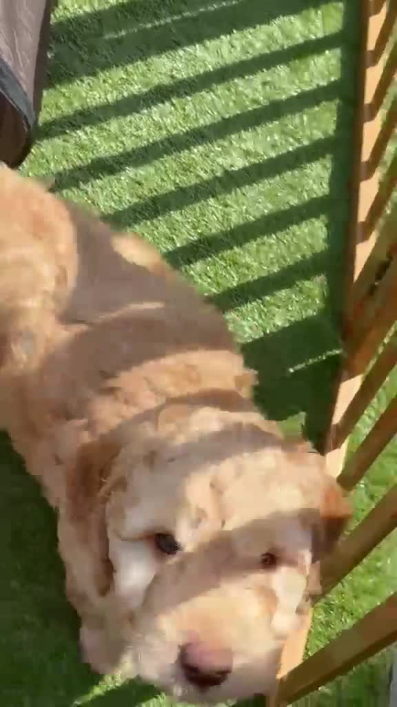 Cockapoo dogs for sale: Cockapoo puppies (F2) for sale - Video 3