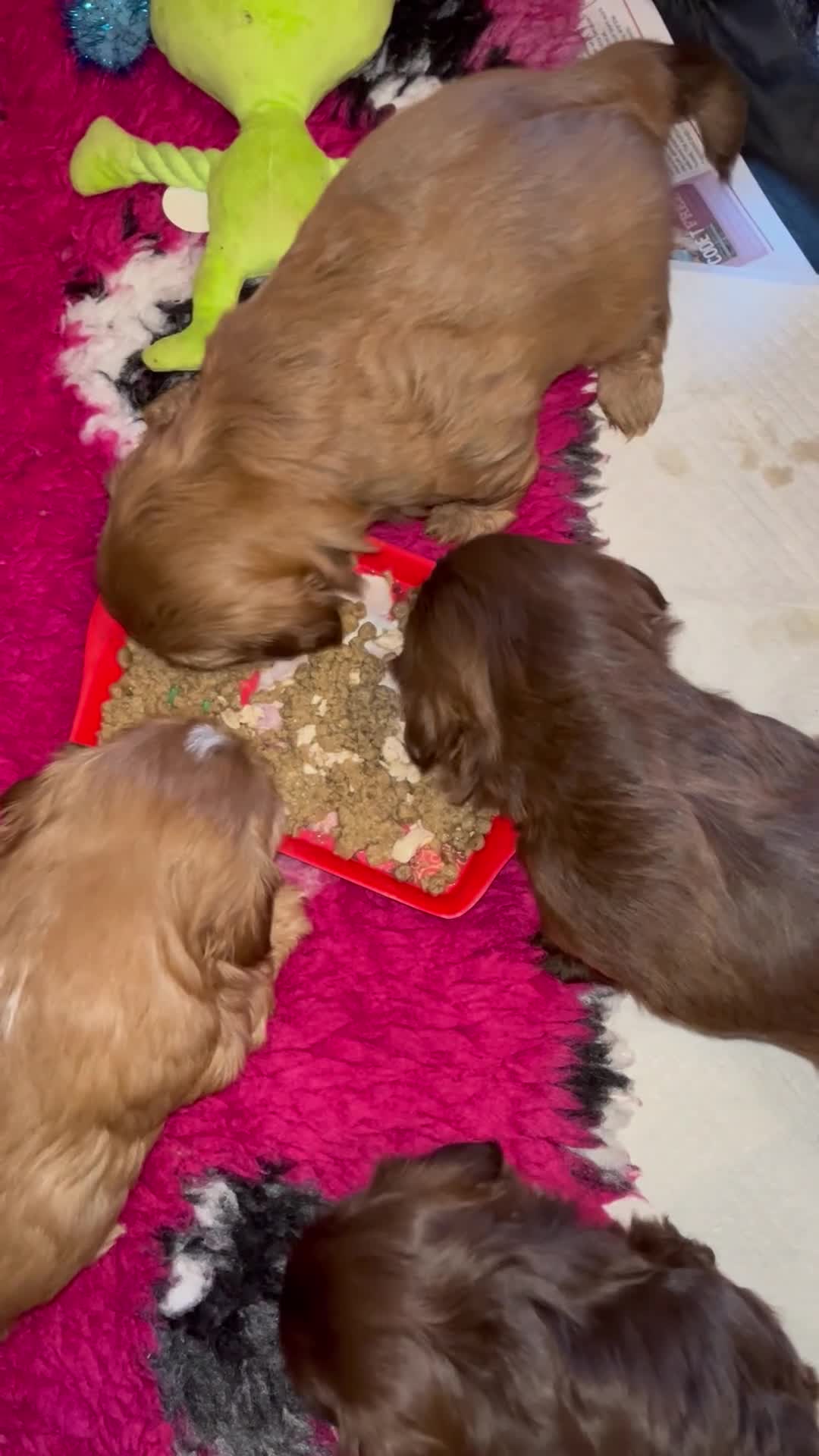 Shih Tzu dogs for sale: Adorable Shih Tzu puppies - Video 3