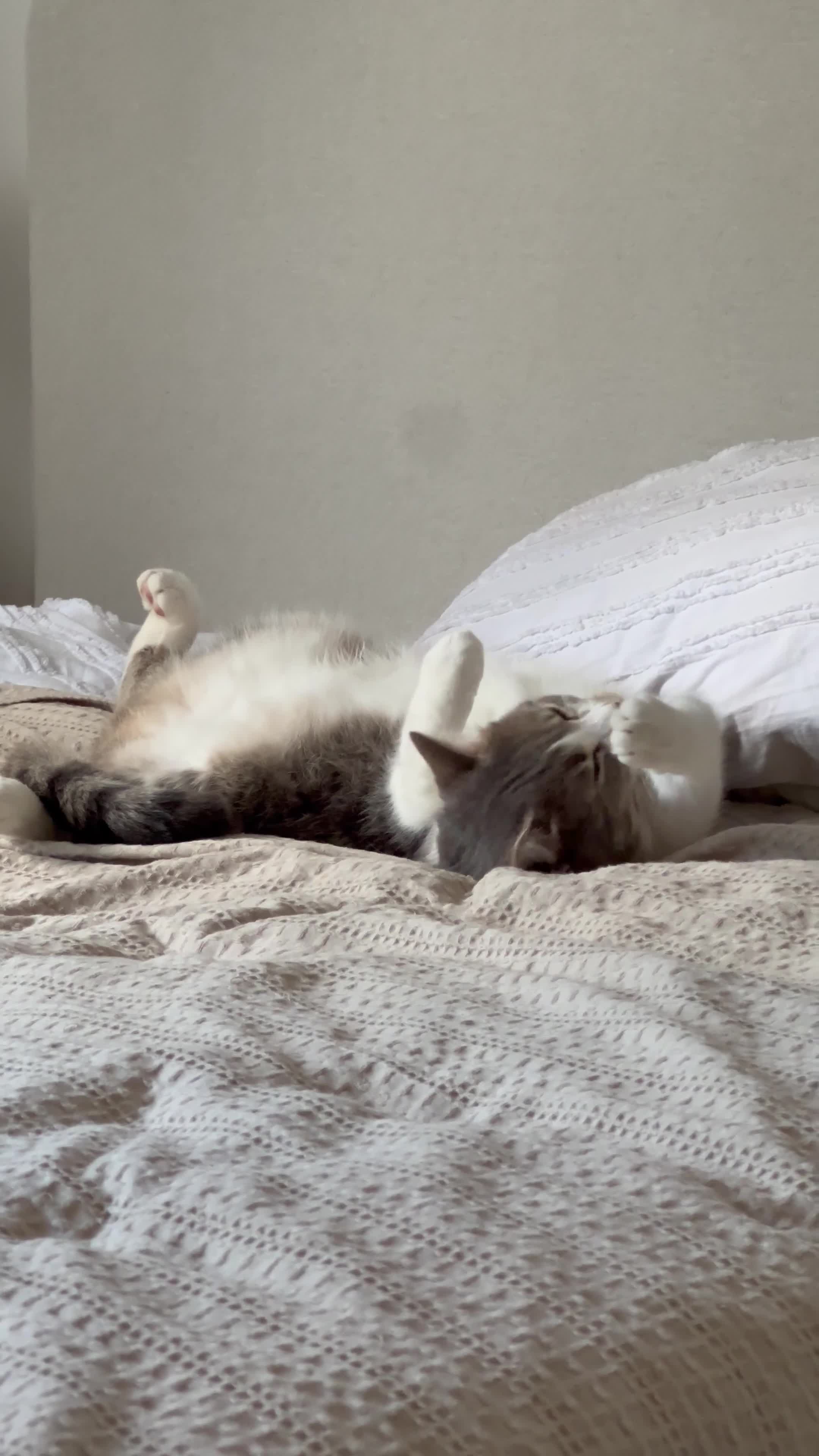 Mixed Breed cats for sale: Home for Leo  - Video 1