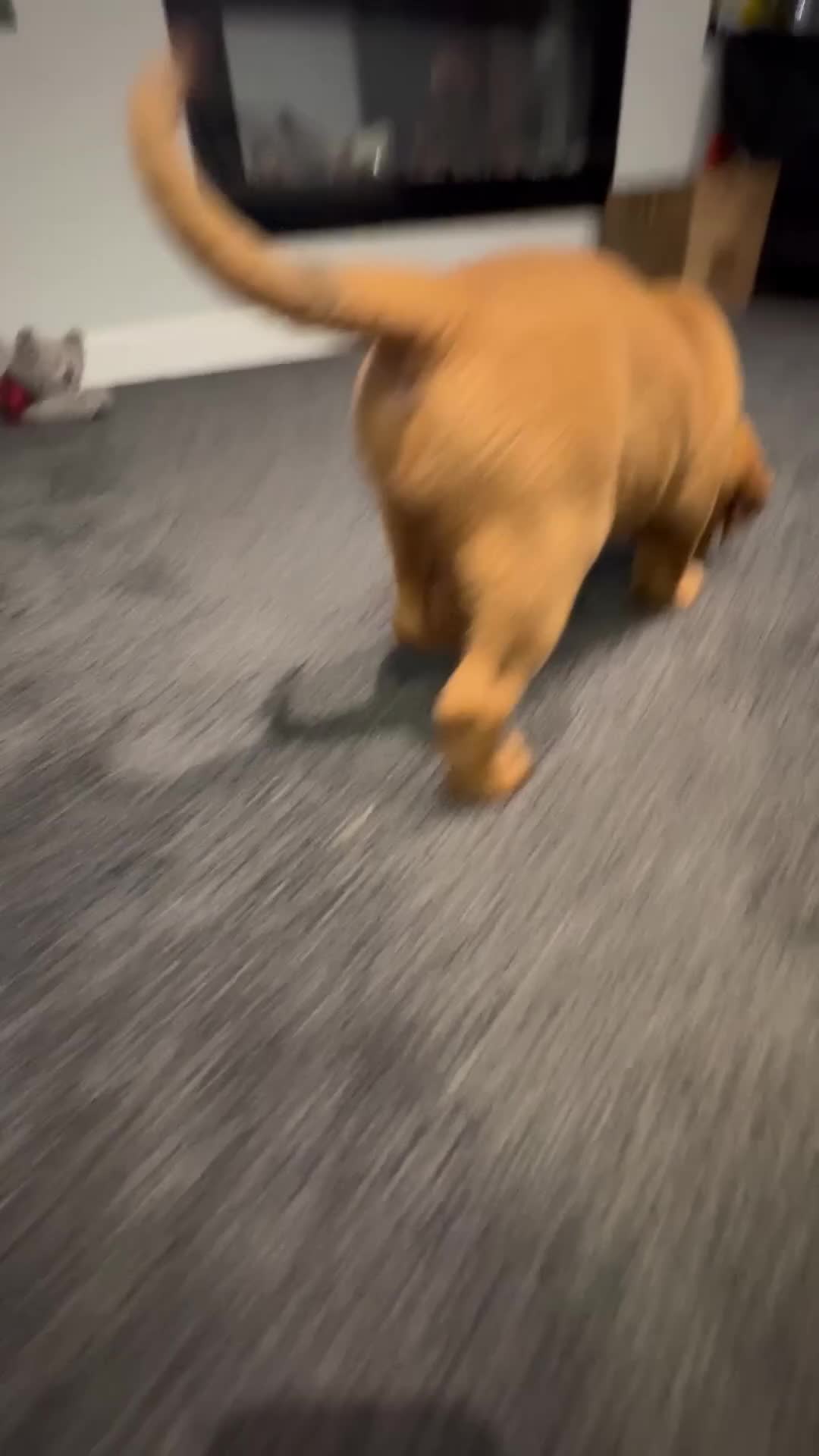 Dogue De Bordeaux dogs for sale: Excellent home bred pups - Video 4