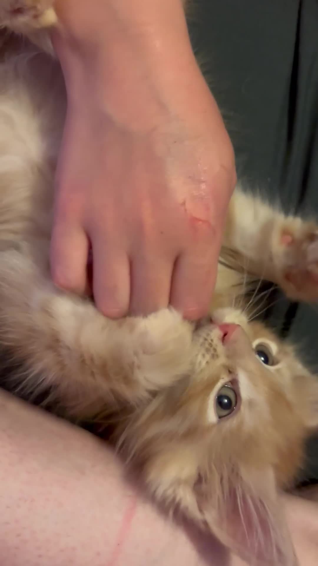 Maine Coon cats for sale: Ginger / tri colour pure Maine coon kittens  - Video 1