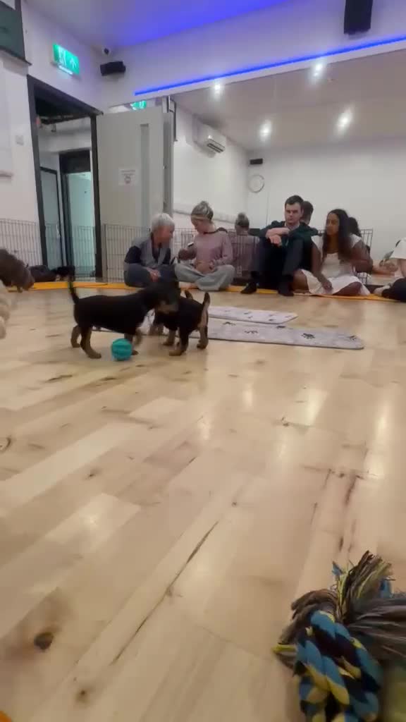 Labrador Retriever dogs for sale: FOX RED LABRADOR PUPS  - Video 2