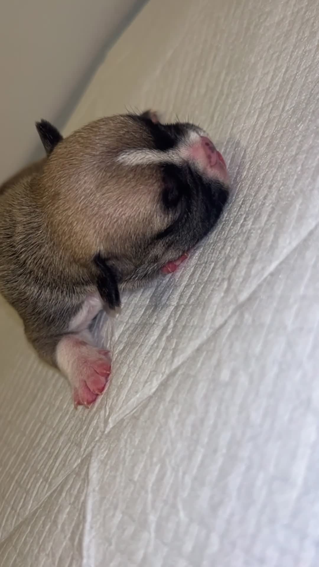 French Bulldog dogs for sale: DWKC French Bulldogs - Video 5