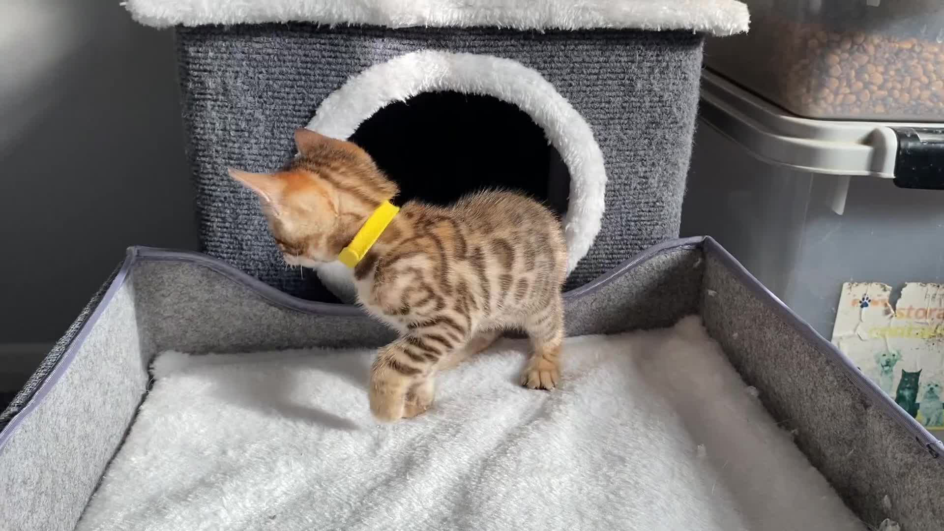 Bengal cats for sale: ⭐️ 1 LEFT!! - STUNNING TICA REG BENGAL CUBS ⭐️ - Video 4