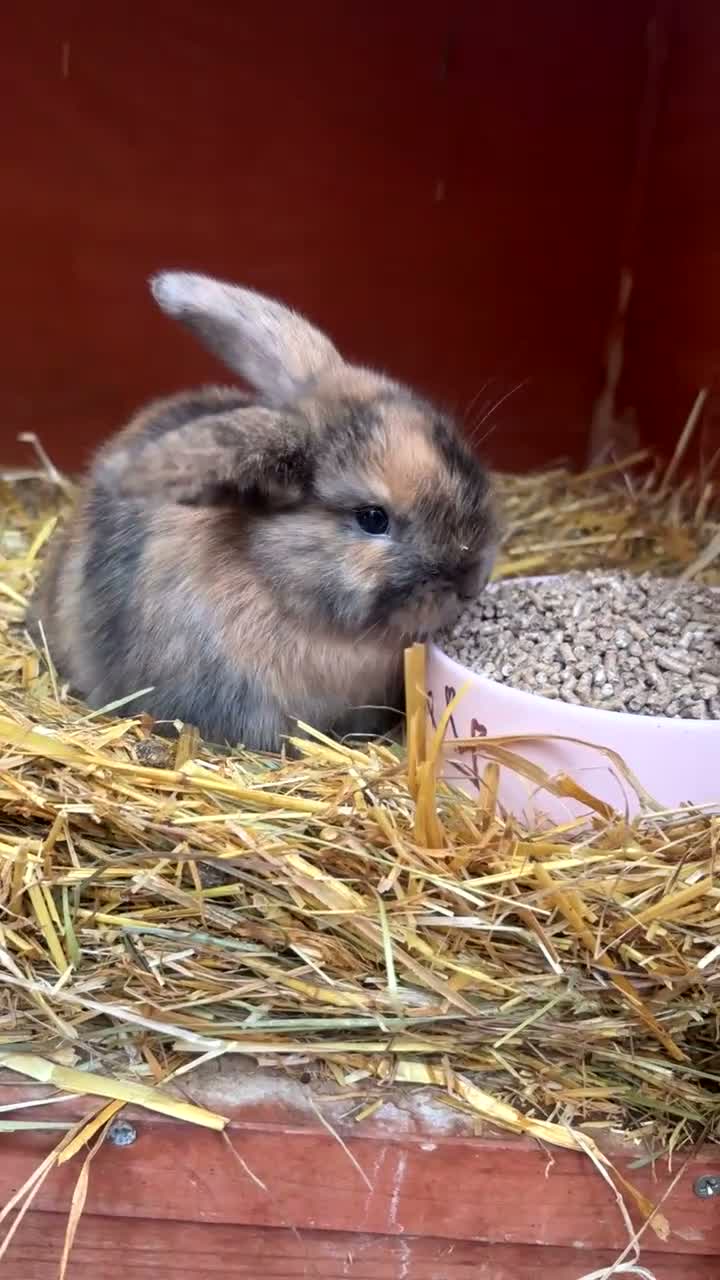 Mini Lop rabbits for sale: Pure bred mini lop baby - Video 1