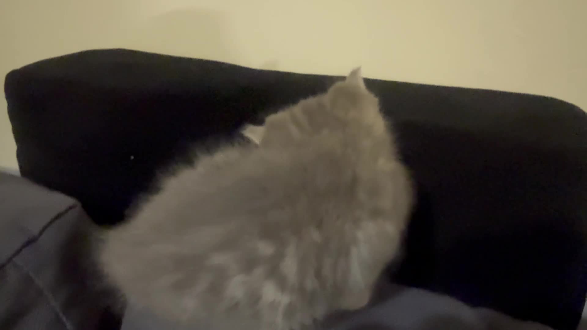 Scottish Fold cats for sale: Beautiful Scottish straight cross British shorts😍 - Video 5