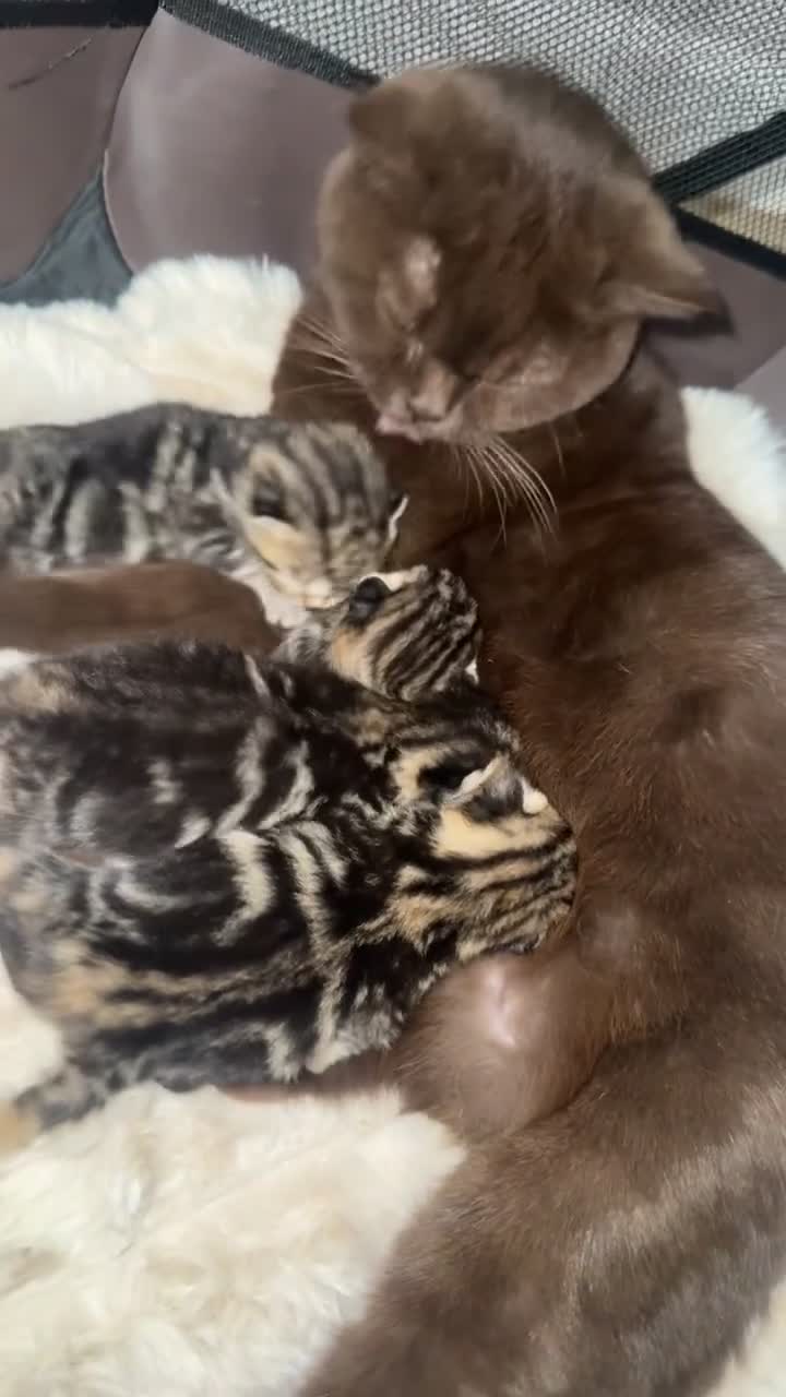British Shorthair cats for sale: British short hair kittens  - Video 2