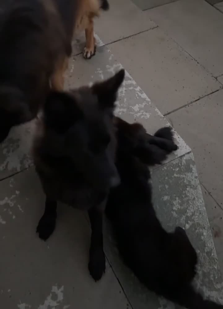 German Shepherd dogs for sale: 3 Beautiful German Shepherd puppies  - Video 2