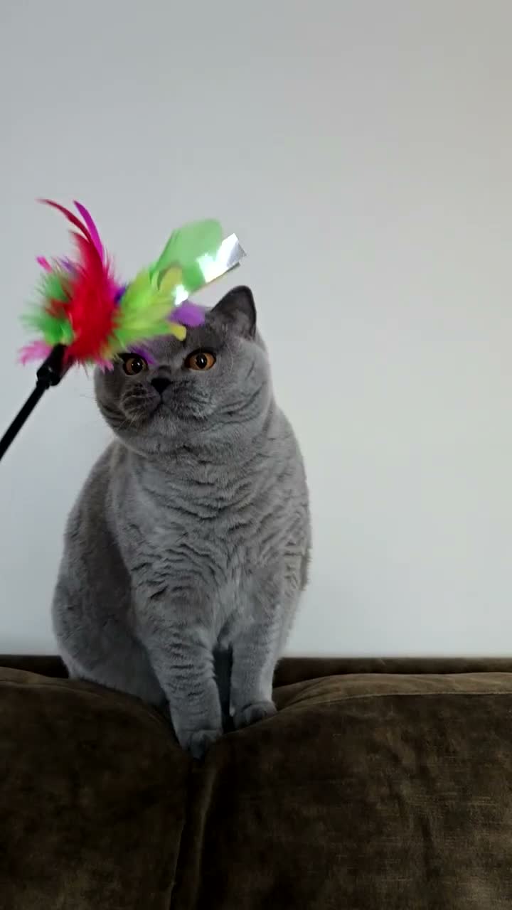 British Shorthair cats for sale: British shorthair  - Video 1