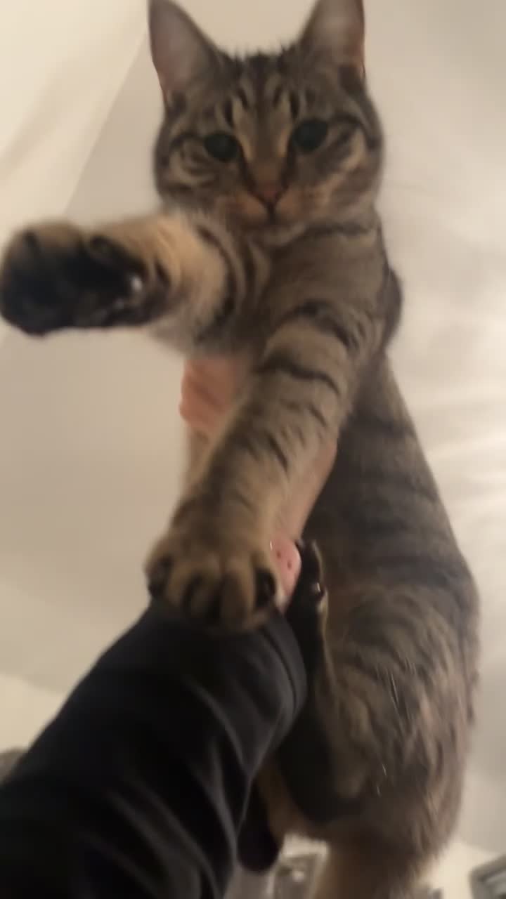 British Shorthair cats for sale: Siblings for sale with items  - Video 4