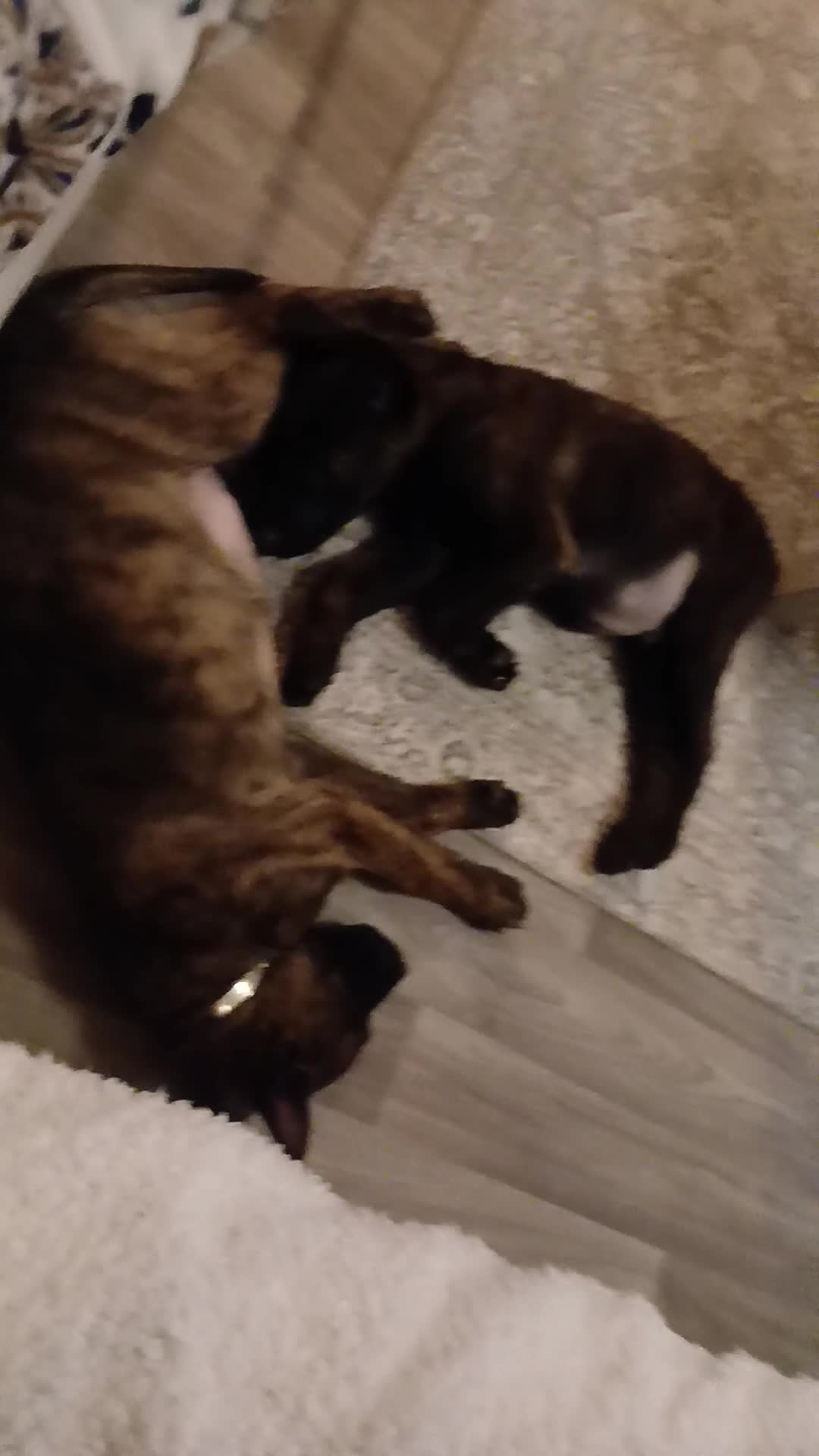 Belgian Shepherd Dog dogs for sale: GORGEOUS BELGIUM MALI/ DUTCH HEARDER PUPPIES  - Video 1