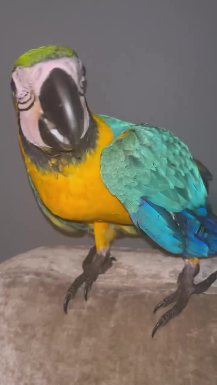 Macaws birds for sale: Hand reared blue & gold Macaw Chick - Video 5
