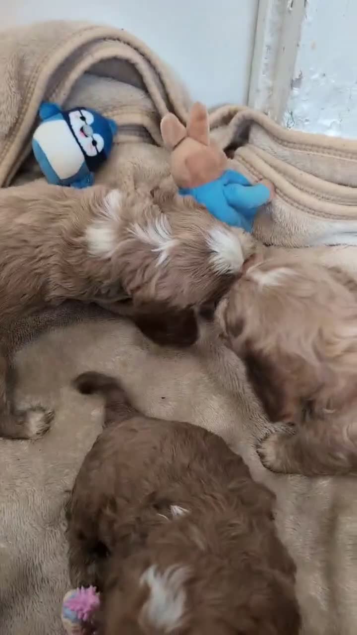 Cockapoo dogs for sale: Show Type Cockapoo Puppies DNA clear  - Video 3