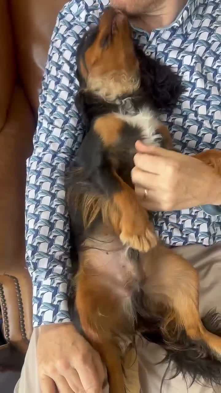 Cavalier King Charles Spaniel dogs for sale: 1-Year-Old Black & Tan Cavalier King Charles - Video 2
