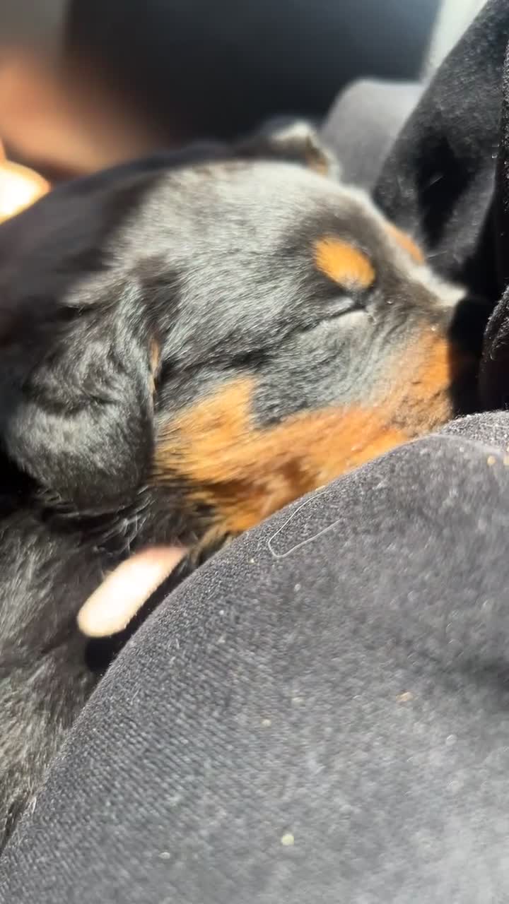 Rottweiler dogs for sale: Female Rottweiler  in Saltburn-by-the-Sea - Video 2