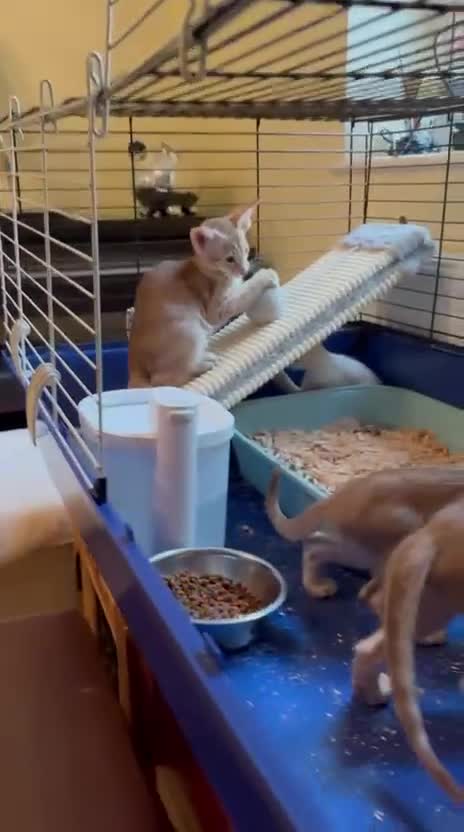 Oriental cats for sale: GCCF Oriental - Video 5