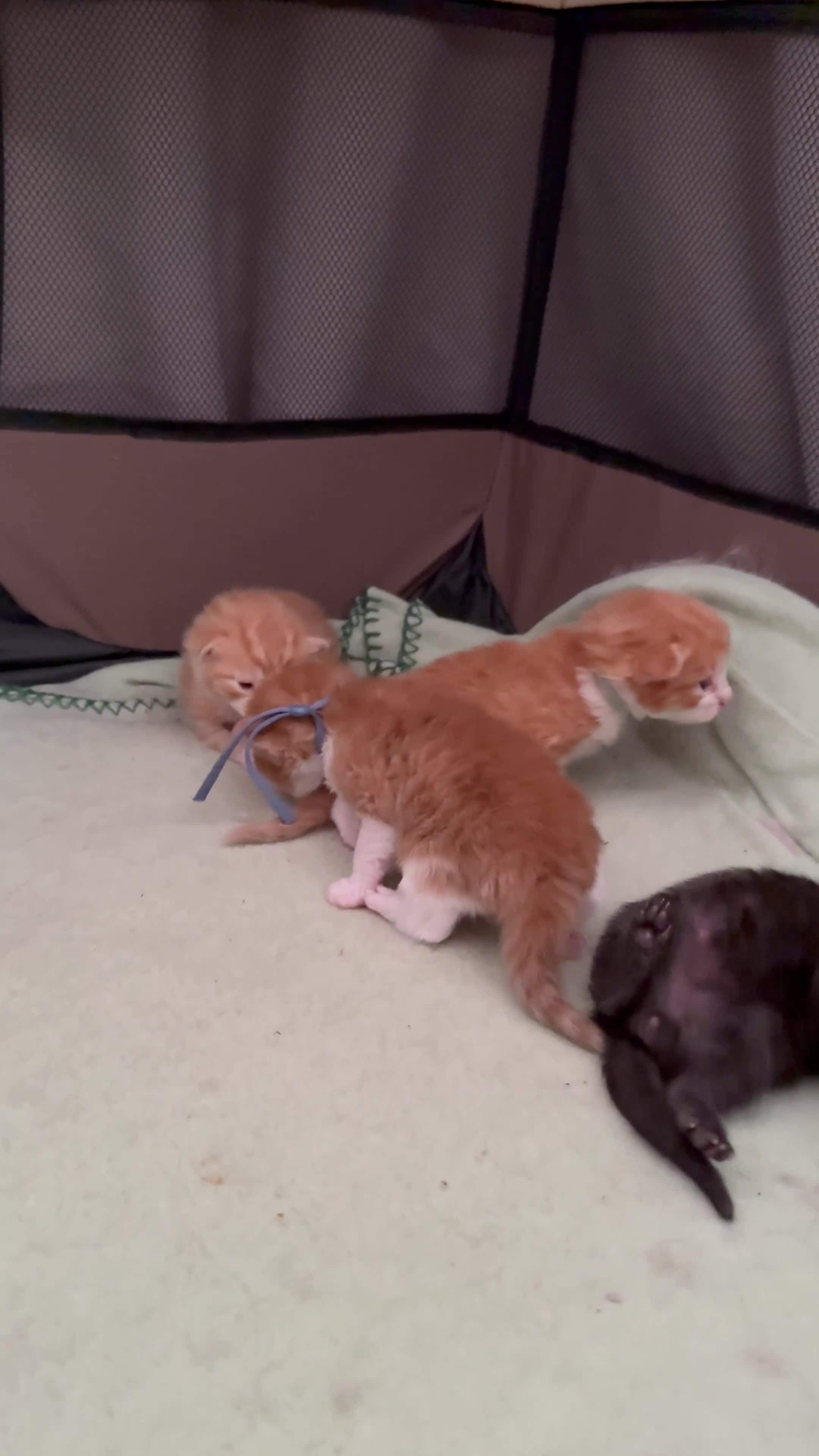 Mixed Breed cats for sale: 2 gorgeous ginger kittens - Video 1