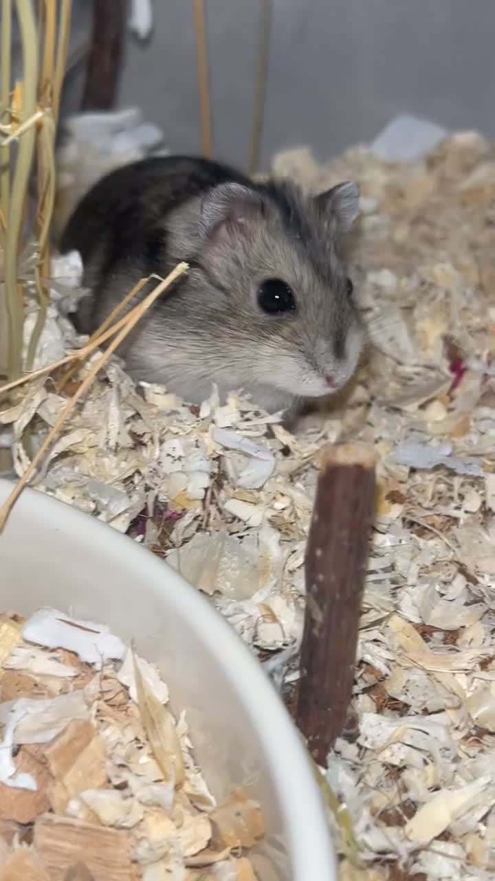 Hamster rodents for sale: Selling hamster and cage  in Crook - Video 1