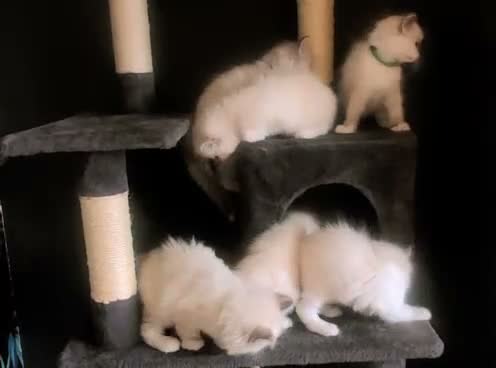 Ragdoll cats for sale: Ready for New Homes. Tortie and tabby ragdolls - Video 1