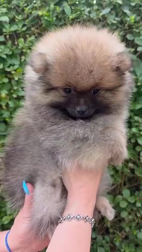 Pomeranian dogs for sale: pomeranian tedy - Video 2