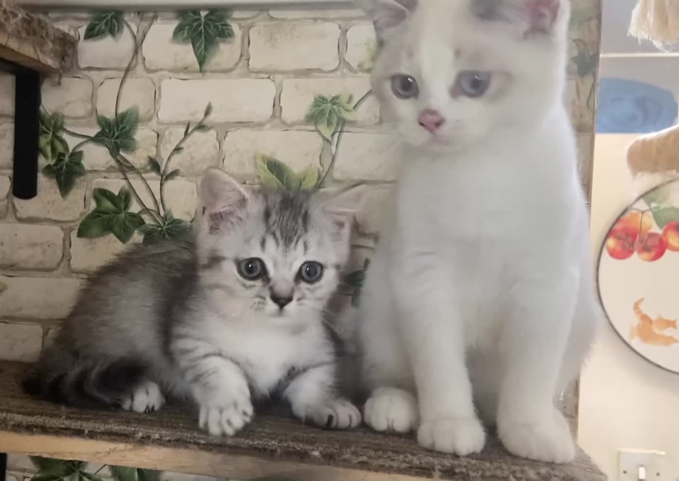 Munchkin cats for sale: ✨ Adorable TICA Registered Munchkin Kittens ✨ - Video 1