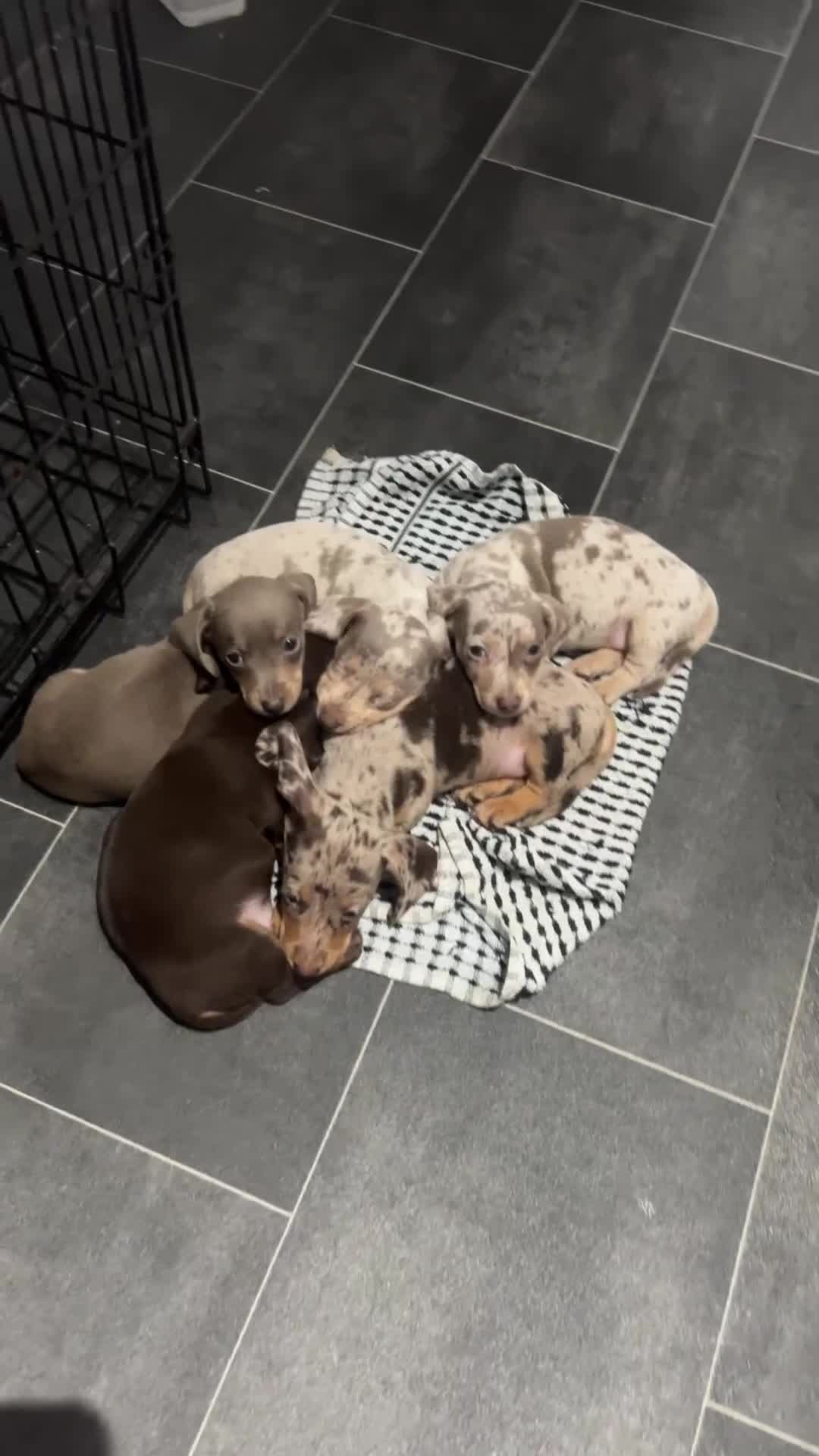 Dachshund dogs for sale: Dapple cream dachshund - Video 1