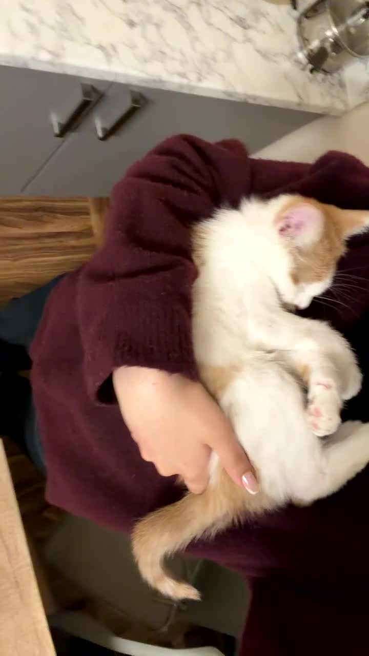 Mixed Breed cats for sale: Beautiful ginger malevaccinated+chipped+fw treated - Video 3