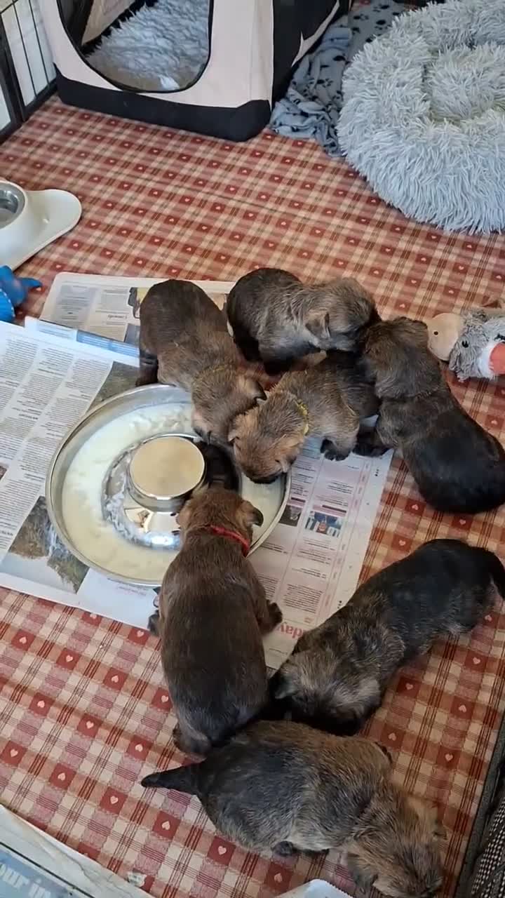 Cairn Terrier dogs for sale: Stunning pedigree litter bred from champion cairns - Video 1