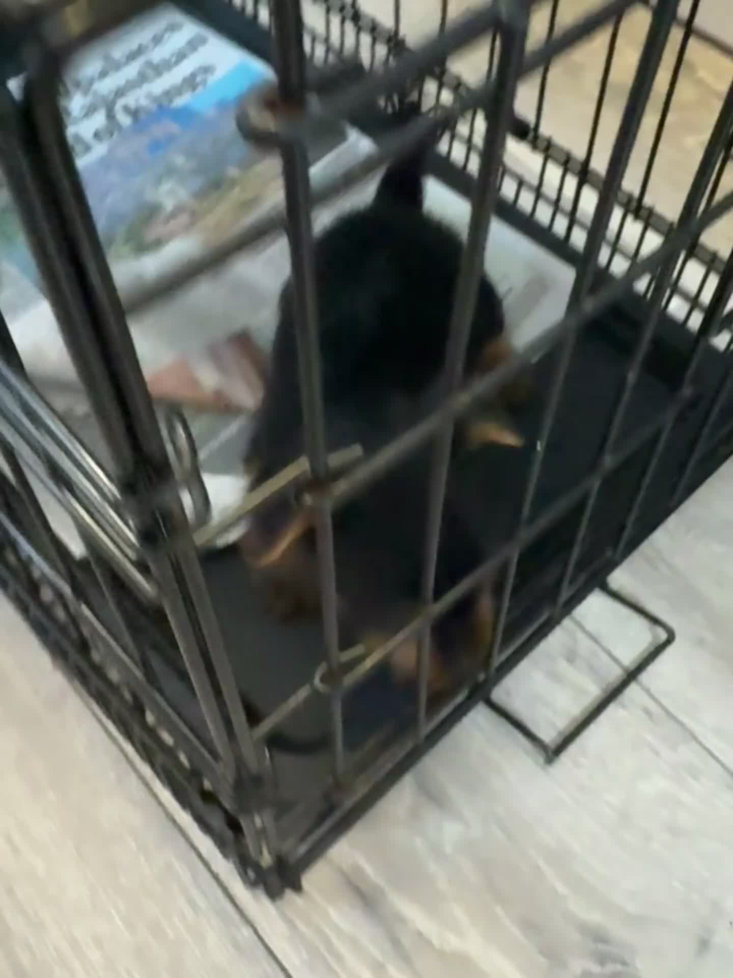 Yorkshire Terrier dogs for sale: Louise in Birmingham - Video 1