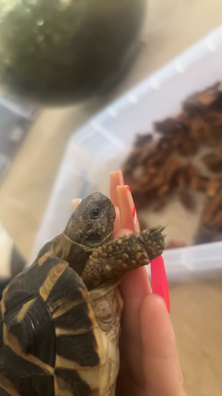 Tortoise reptiles for sale: Terry - Video 3